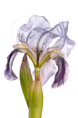 An endemic iris found in abundance on our Gargano photographic tour